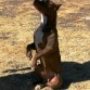 Lo mejor de un American Pit Bull Terrier es el caracter, siempre EQUILIBRADO